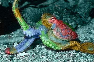 Ad:  ahtapot3.jpg
Gsterim: 1540
Boyut:  31.7 KB