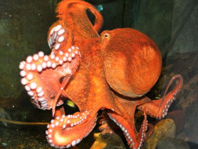 Ad:  ahtapot1.jpg
Gsterim: 1225
Boyut:  29.6 KB