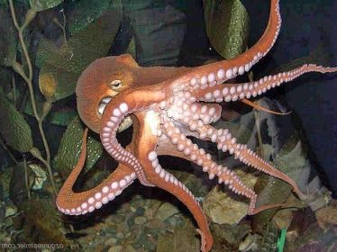 Ad:  ahtapot.jpg
Gsterim: 11049
Boyut:  27.8 KB