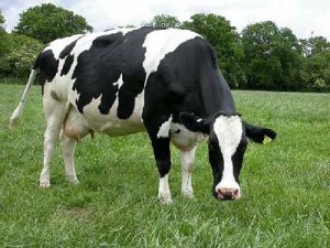 Ad:  3678_sg-300x225.jpg
Gsterim: 334
Boyut:  30.1 KB