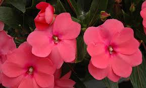 Ad:  camgzeli.jpg
Gsterim: 247
Boyut:  7.0 KB