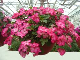 Ad:  camgzeli-2.jpg
Gsterim: 244
Boyut:  11.9 KB