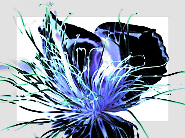 Ad:  cappero_pantesco.jpg
Gsterim: 388
Boyut:  71.5 KB