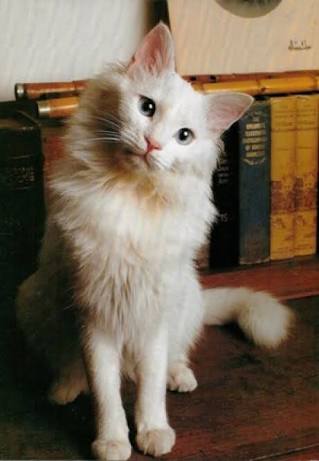 Ad:  images (3).jpeg
Gsterim: 536
Boyut:  17.5 KB