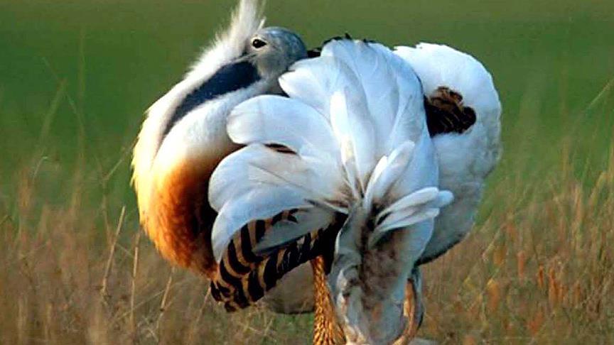 Ad:  thumbs_b_c_caaac011566812ab1bb13316924f8b51.jpg
Gsterim: 449
Boyut:  49.9 KB