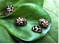 Ad:  uur1.JPG
Gsterim: 4480
Boyut:  16.0 KB