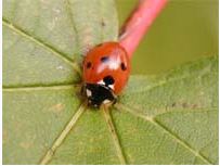 Ad:  uur3.JPG
Gsterim: 3060
Boyut:  13.8 KB