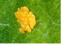 Ad:  uur4.JPG
Gsterim: 3007
Boyut:  14.7 KB