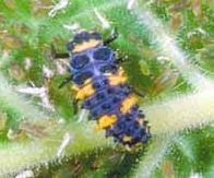 Ad:  uur5.JPG
Gsterim: 3000
Boyut:  16.6 KB