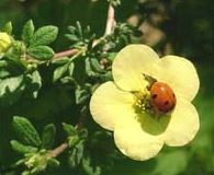 Ad:  uur7.JPG
Gsterim: 2754
Boyut:  15.1 KB