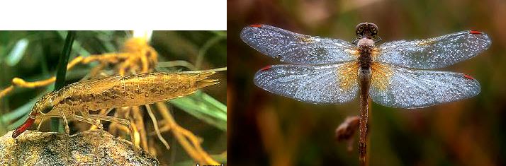 Ad:  yusuf.JPG
Gsterim: 2942
Boyut:  48.3 KB