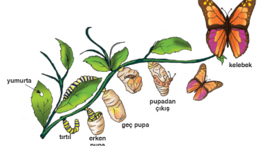 Ad:  Metamorfoz-Trtldan Kelebee.png
Gsterim: 6211
Boyut:  85.5 KB