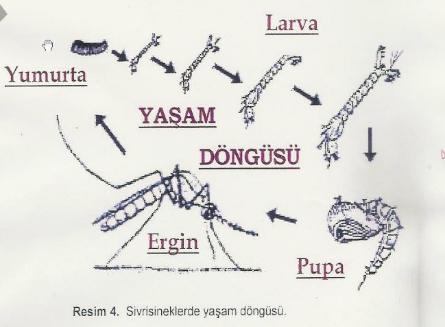 Ad:  sivrisinek.JPG
Gsterim: 4425
Boyut:  49.1 KB