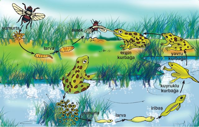 Ad:  kurba1.jpg
Gsterim: 4770
Boyut:  74.7 KB