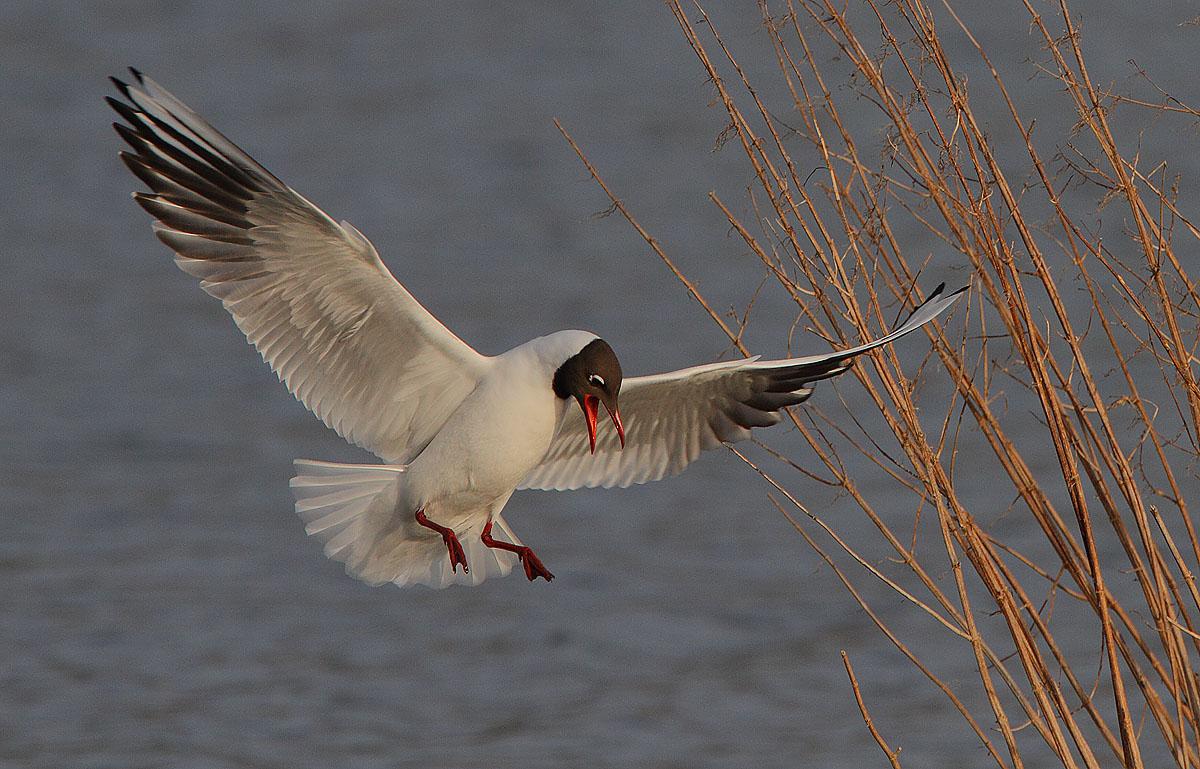 Ad: Black-headed_Gull_landing_2.jpg
Gösterim: 780
Boyut: 150.6 KB Ad: Black-headed_Gull_landing_2.jpg
Gösterim: 780
Boyut: 150.6 KB