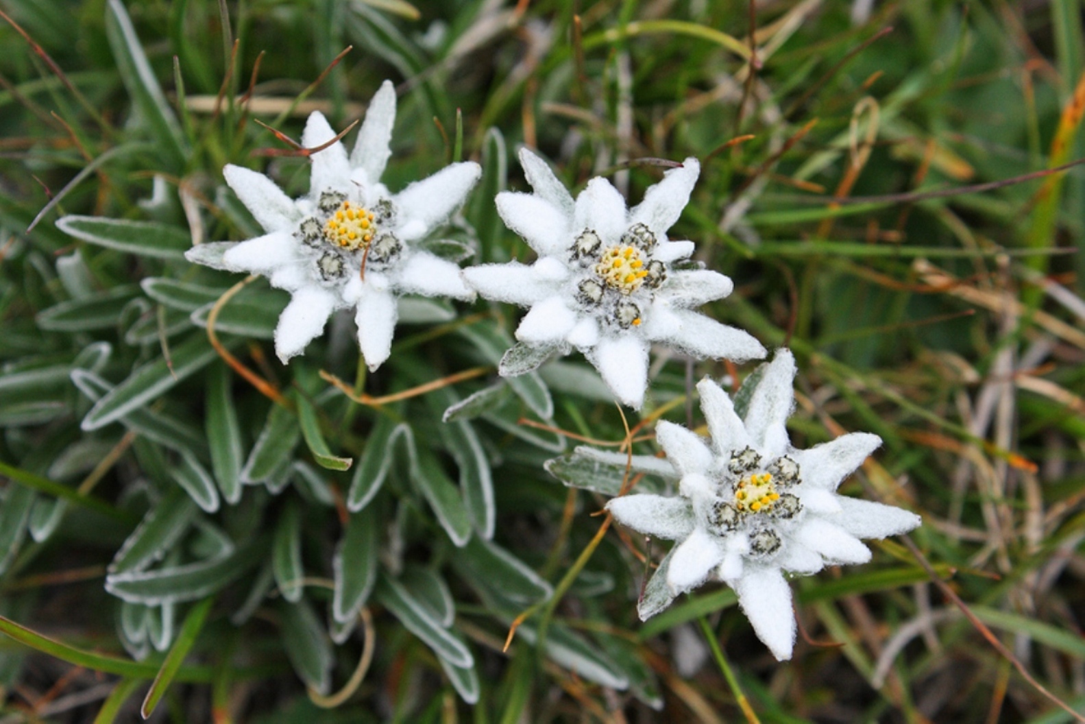 Ad: 66-Edelweiss2.jpg
Gösterim: 2688
Boyut: 511.4 KB