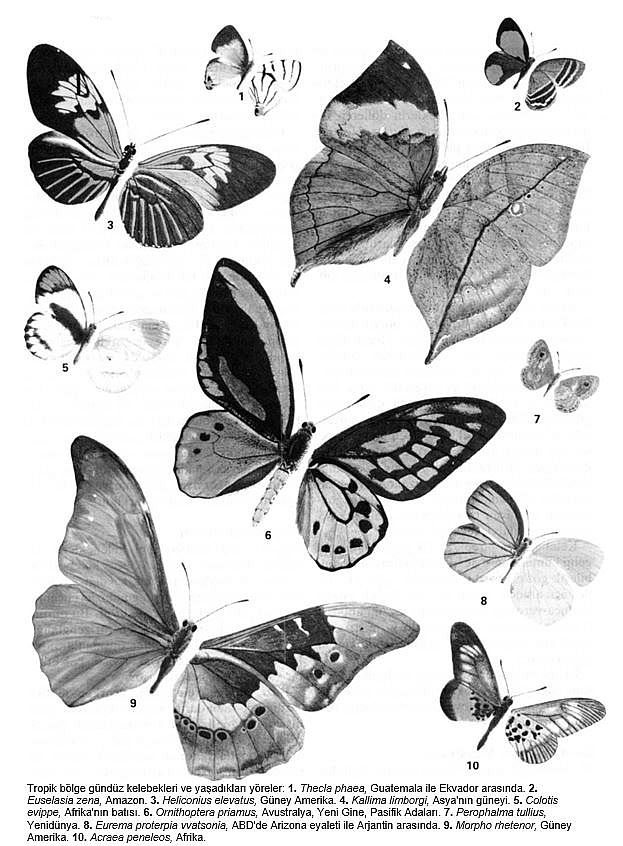 Ad:  kelebek3.JPG
Gsterim: 895
Boyut:  106.4 KB