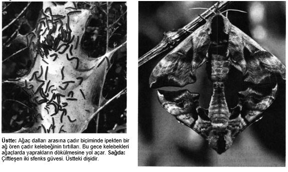 Ad:  kelebek1.JPG
Gsterim: 532
Boyut:  55.0 KB