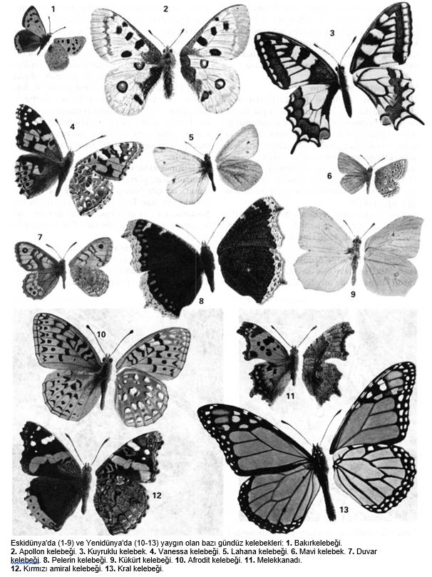 Ad:  kelebek2.JPG
Gsterim: 624
Boyut:  113.5 KB