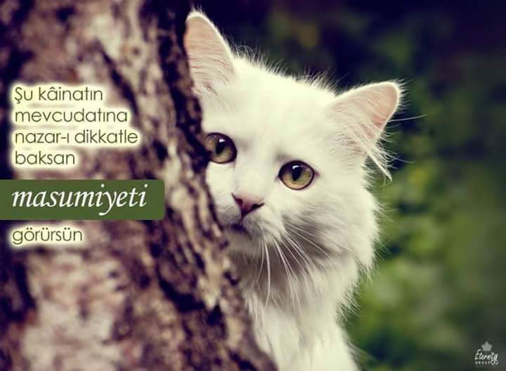 Ad:  15665566_1832318140389348_4352412309988309690_n.jpg
Gsterim: 273
Boyut:  33.3 KB