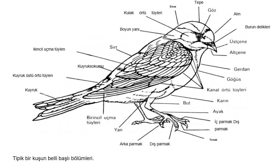 Ad:  ku2.JPG
Gsterim: 1980
Boyut:  75.8 KB