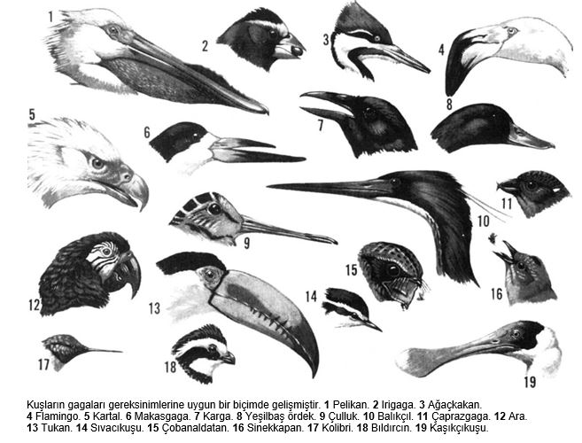 Ad:  ku1.JPG
Gsterim: 1736
Boyut:  66.8 KB