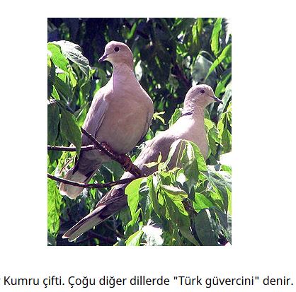 Ad: kuş1.JPG
Gösterim: 997
Boyut: 47.4 KB