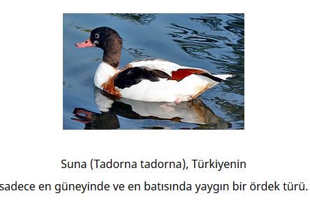 Ad: kuş2.JPG
Gösterim: 956
Boyut: 29.5 KB