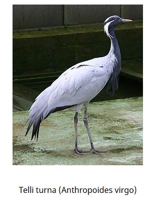 Ad: kuş3.JPG
Gösterim: 723
Boyut: 30.8 KB