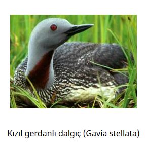 Ad: kuş4.JPG
Gösterim: 783
Boyut: 24.7 KB