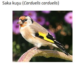 Ad: kuş5.JPG
Gösterim: 841
Boyut: 23.9 KB