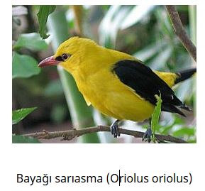 Ad: kuş6.JPG
Gösterim: 788
Boyut: 23.2 KB