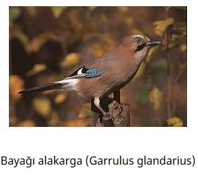 Ad: kuş7.JPG
Gösterim: 797
Boyut: 20.7 KB