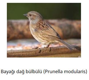 Ad: kuş8.JPG
Gösterim: 783
Boyut: 20.7 KB