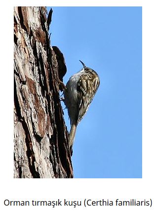 Ad: kuş9.JPG
Gösterim: 871
Boyut: 33.5 KB