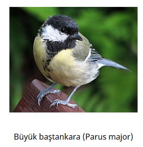 Ad: kuş10.JPG
Gösterim: 733
Boyut: 22.8 KB