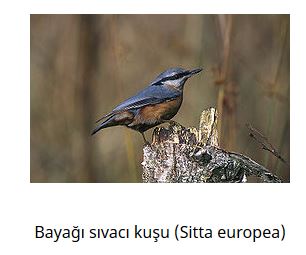 Ad: kuş11.JPG
Gösterim: 639
Boyut: 20.6 KB