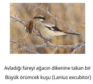 Ad: kuş12.JPG
Gösterim: 638
Boyut: 27.2 KB