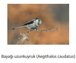 Ad: kuş13.JPG
Gösterim: 576
Boyut: 17.2 KB