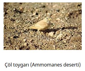 Ad: kuş14.JPG
Gösterim: 535
Boyut: 28.0 KB