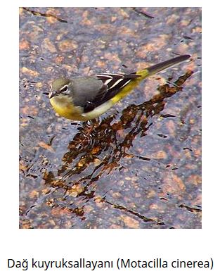 Ad: kuş16.JPG
Gösterim: 702
Boyut: 39.9 KB