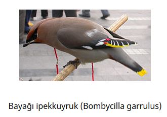 Ad: kuş17.JPG
Gösterim: 581
Boyut: 20.1 KB