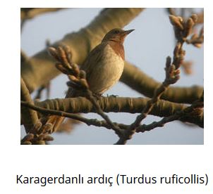 Ad: kuş18.JPG
Gösterim: 574
Boyut: 22.4 KB