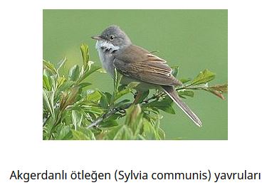 Ad: kuş19.JPG
Gösterim: 630
Boyut: 24.2 KB