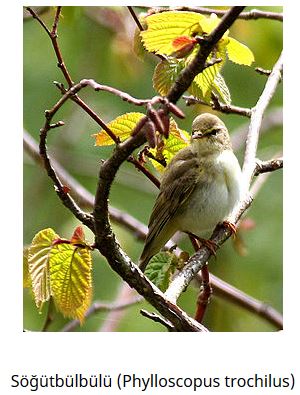 Ad: kuş20.JPG
Gösterim: 555
Boyut: 39.3 KB