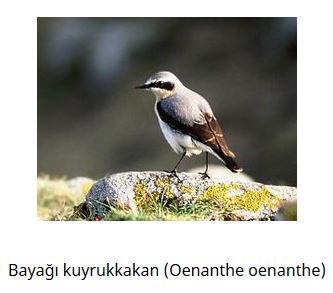 Ad: kuş21.JPG
Gösterim: 742
Boyut: 23.1 KB