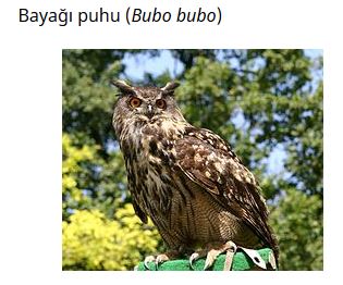 Ad: kuş22.JPG
Gösterim: 541
Boyut: 29.2 KB