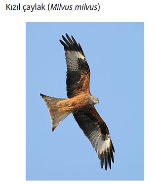 Ad: kuş23.JPG
Gösterim: 597
Boyut: 21.3 KB