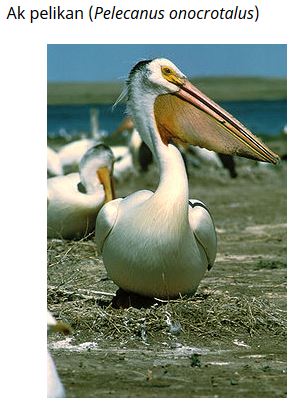 Ad: kuş24.JPG
Gösterim: 676
Boyut: 35.8 KB