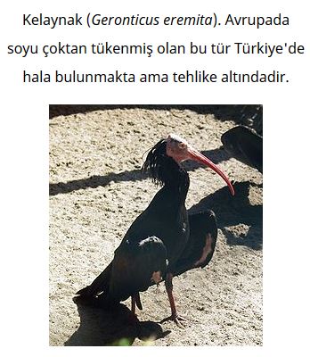 Ad: kuş25.JPG
Gösterim: 628
Boyut: 43.6 KB